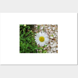 Daisy Posters and Art